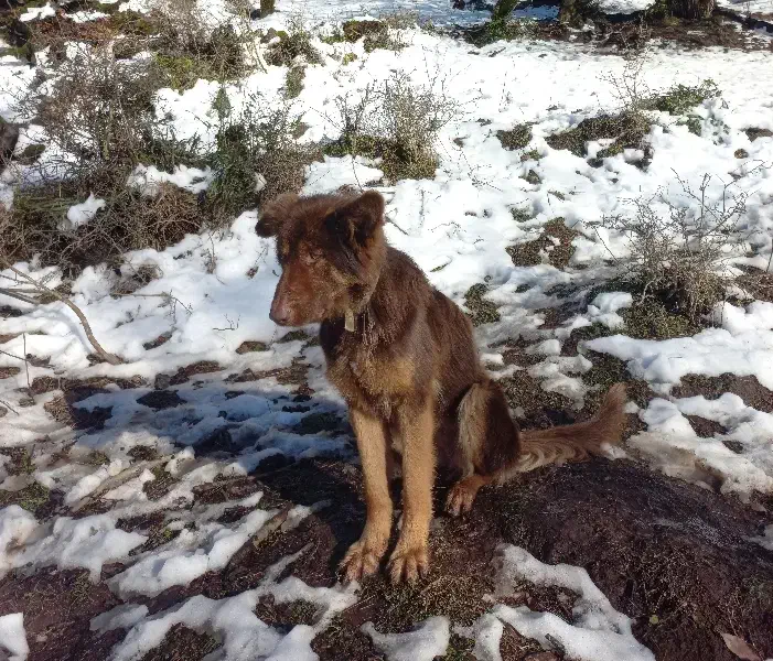 واگذاری سگ نگهبان|سگ|کلاچای, |دیوار