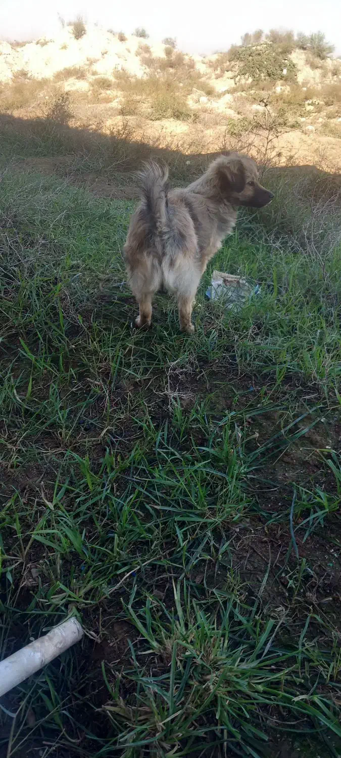 سگ پاکوتاه|سگ|آق قلا, |دیوار