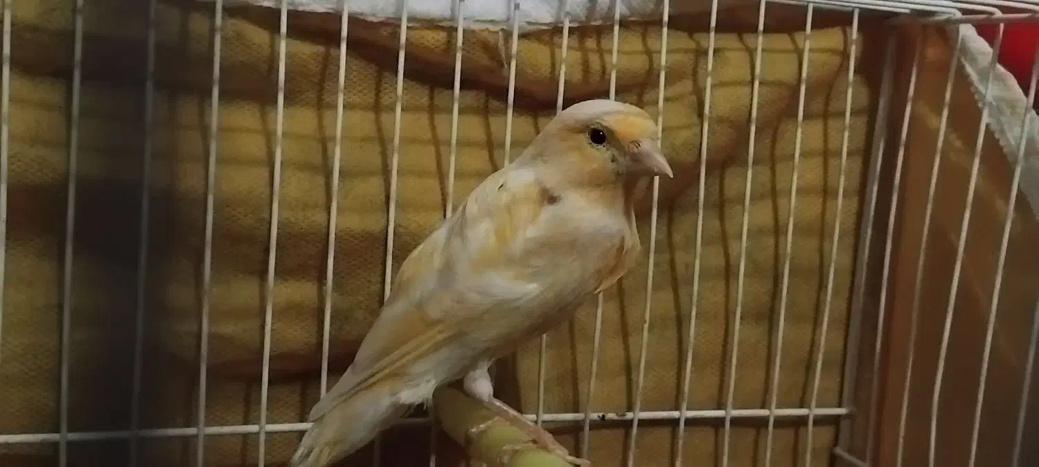 ماده اماده|پرنده|مشهد, تربیت (صدف)|دیوار