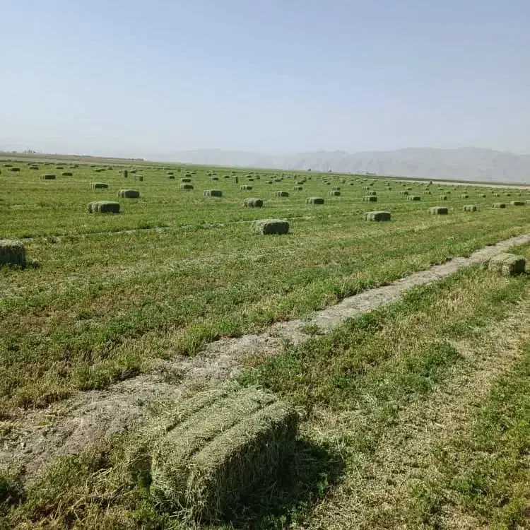پرس یونجه،یونجه خورد کرده،کاه گندم وپرس گندم|لوازم جانبی حیوانات|شهرکرد, |دیوار