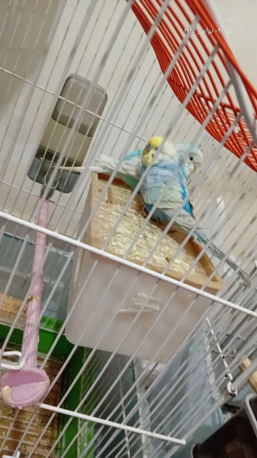 جفت مرغ عشق|پرنده|گرگان, |دیوار