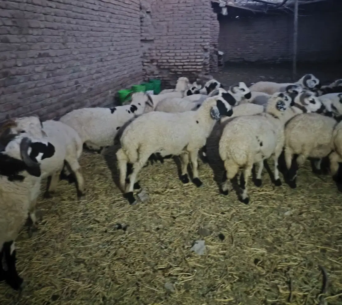 بره|حیوانات مزرعه|کرمان, |دیوار