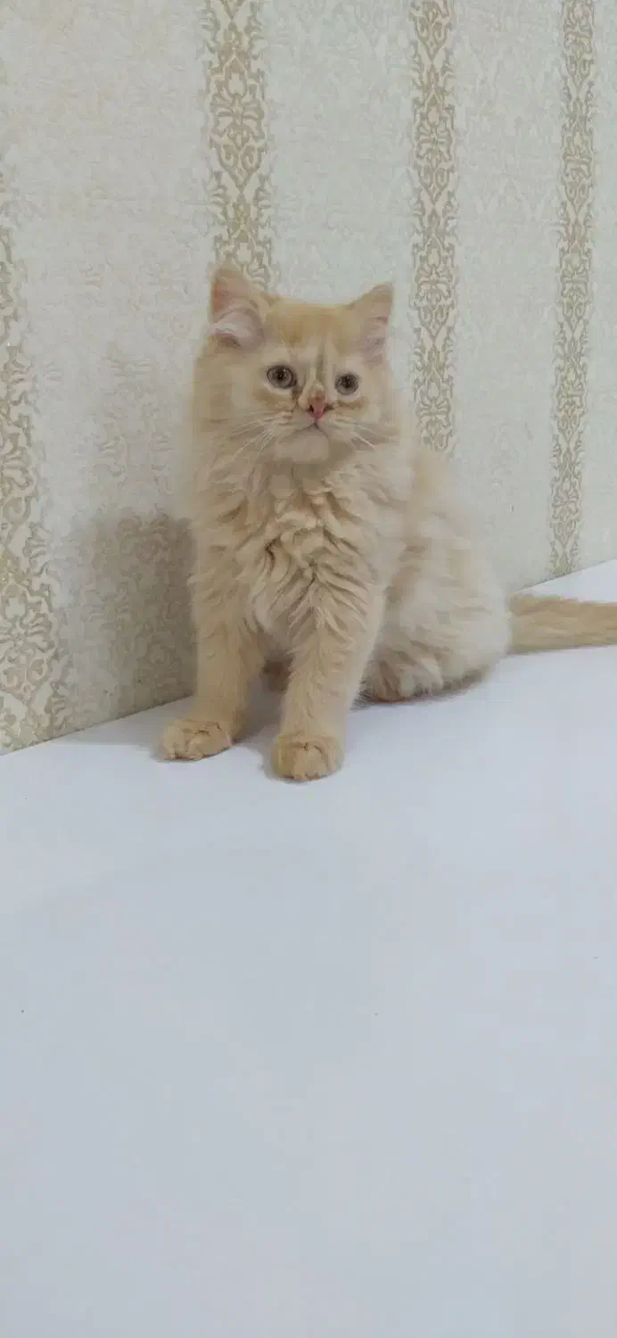 پرشین نر و ماده|گربه|بندرعباس, |دیوار