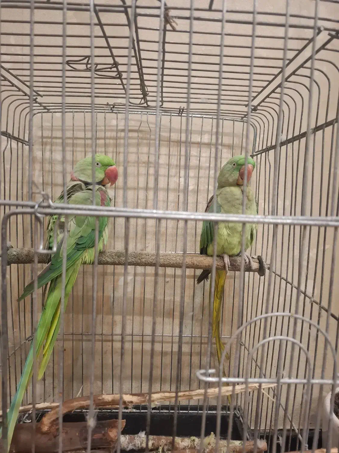 شاه طوطی جفت نرو ماده|پرنده|بندر ماهشهر, |دیوار