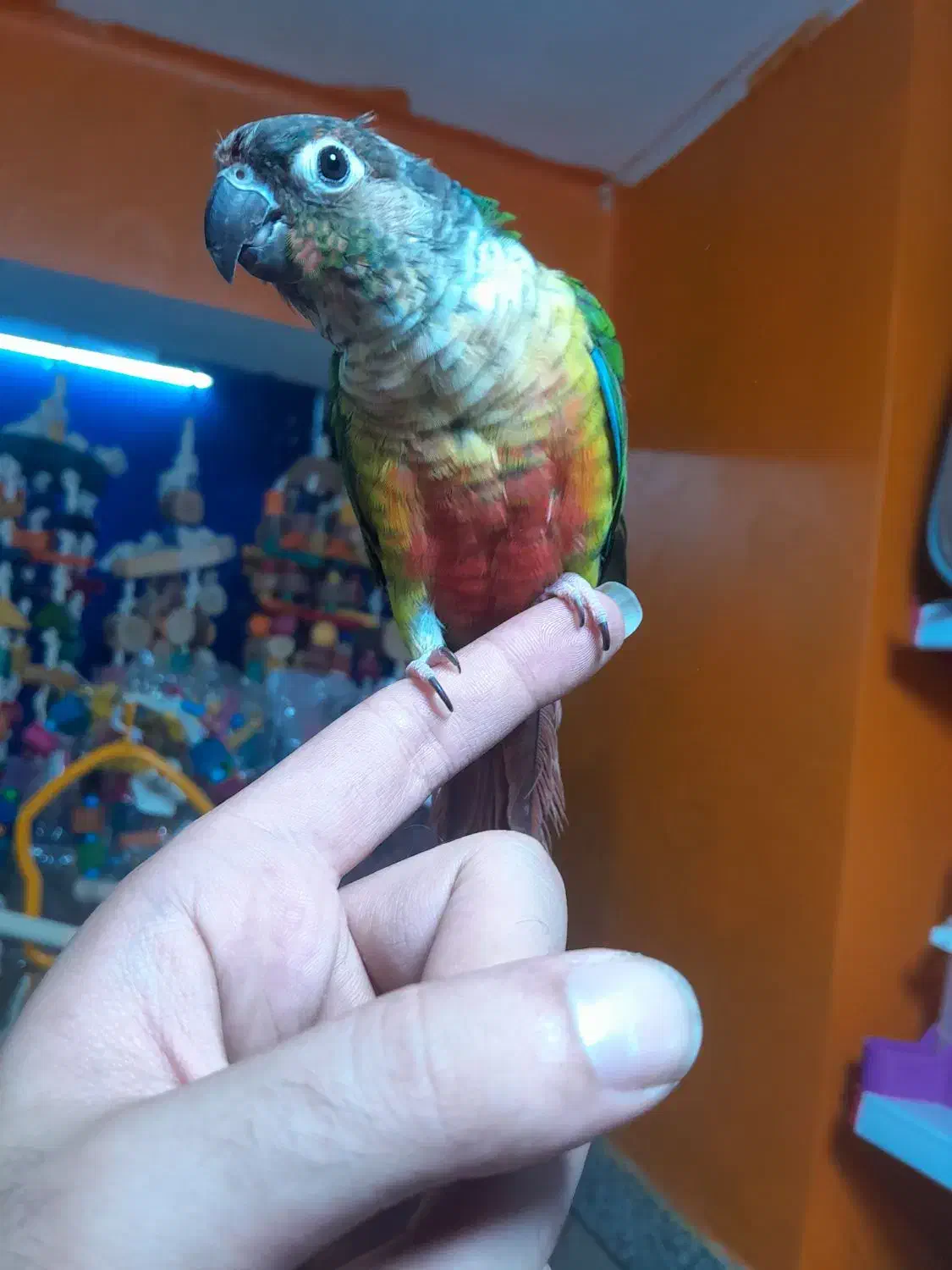 طوطی گرینچیکهای سرلاکی دونخور قرمزی بالا انواع رنگ|پرنده|قائمشهر, |دیوار