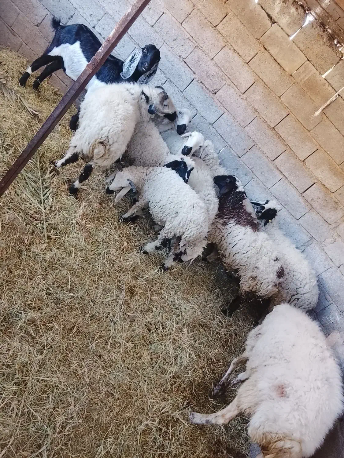 ۱۰ راس گوسفند|حیوانات مزرعه|بم, |دیوار