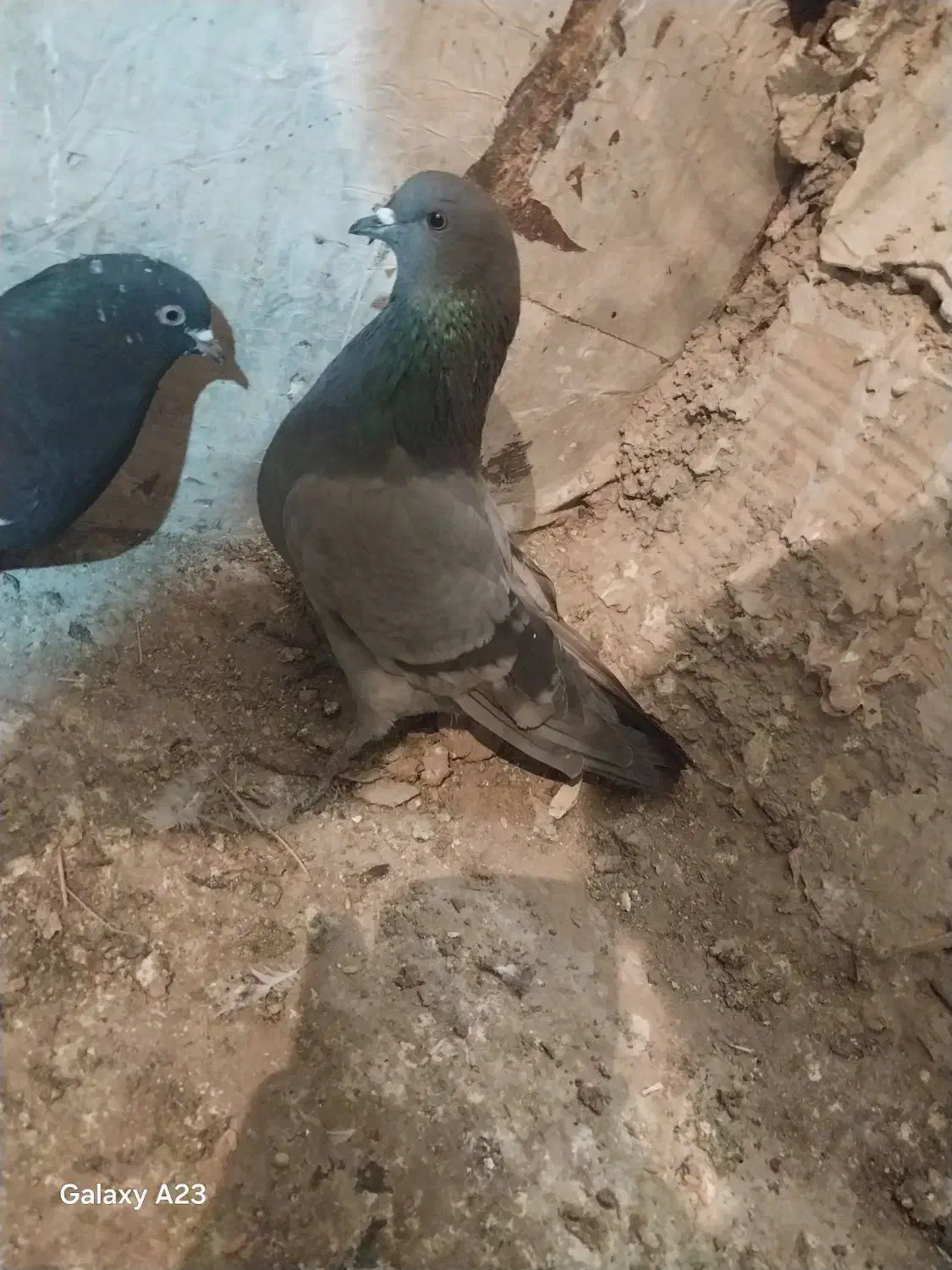 کبوتر|پرنده|ارومیه, |دیوار