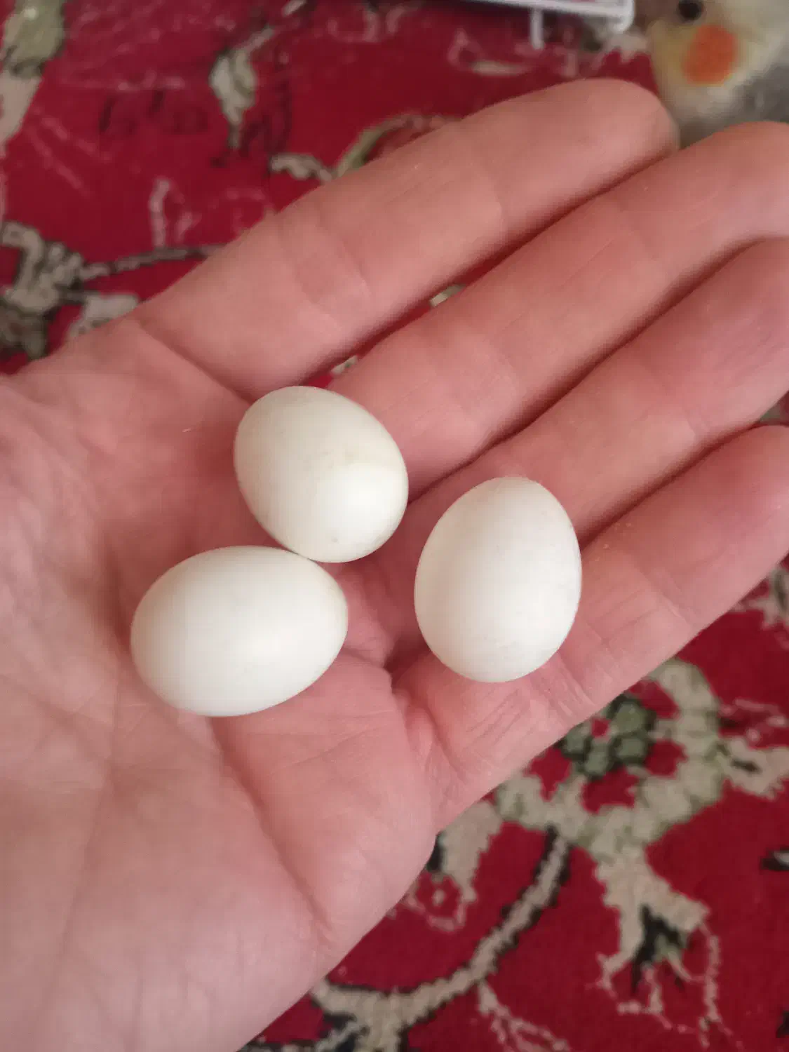 کوتوله مولدجفت|پرنده|تبریز, |دیوار