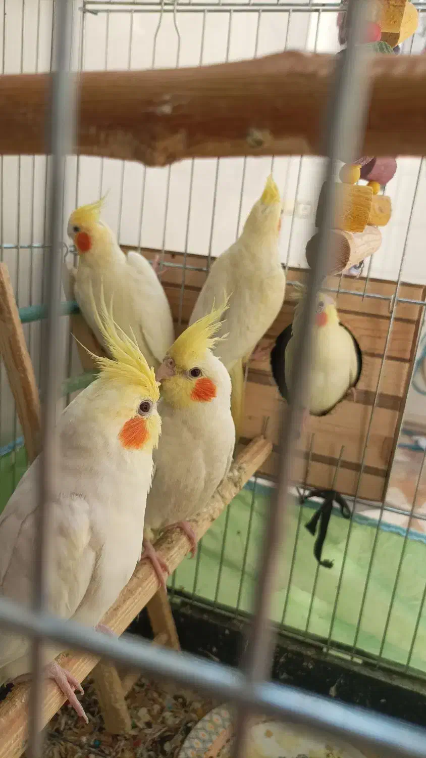 عروس هلندی|پرنده|دزفول, |دیوار