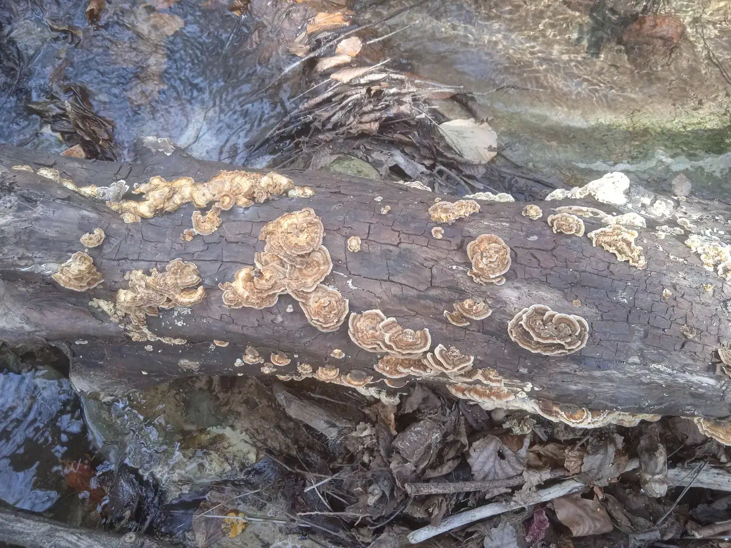 قارچ ترکی تیل بوقلمون|خوردنی و آشامیدنی|تهران, ظفر|دیوار