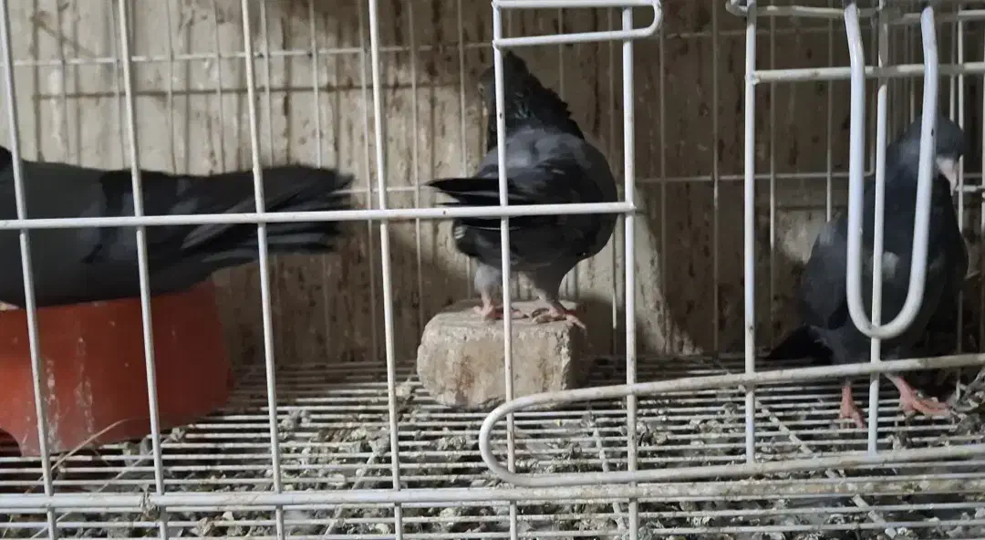 دو عدد سبز جوان اولین دهن دادن|پرنده|مسجد سلیمان, |دیوار