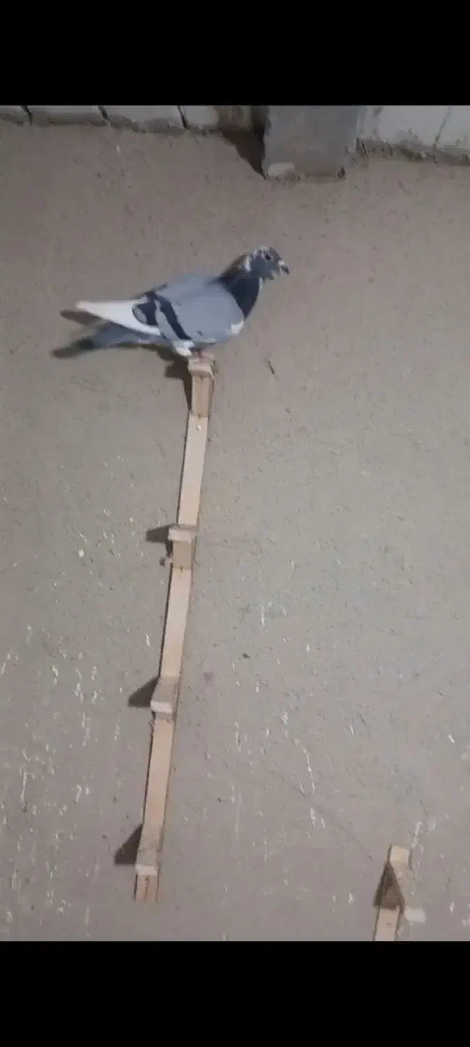 کفتر کهنه|پرنده|مشهد, خواجه ربیع|دیوار