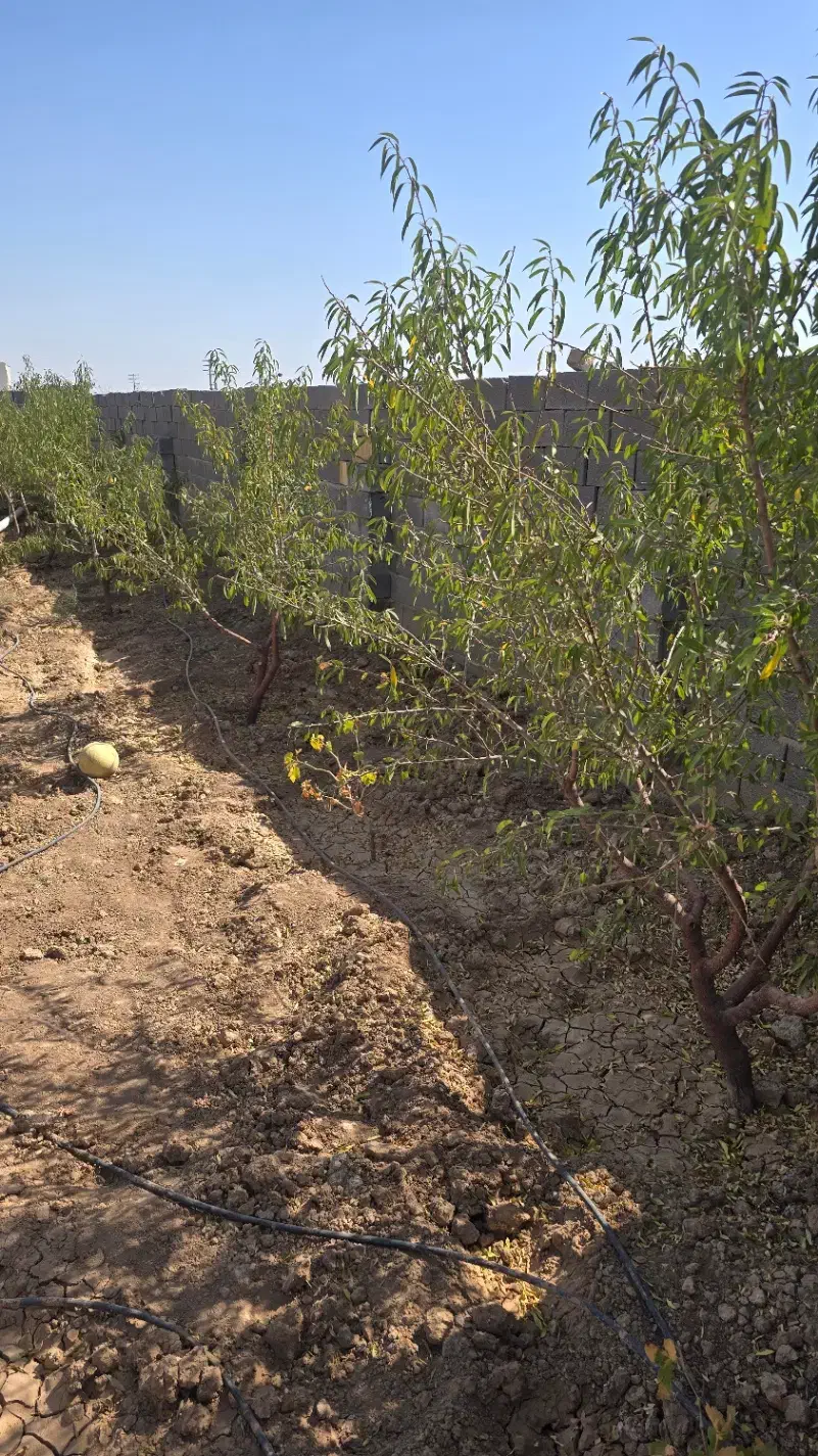 باغچه ۵۰۰متری ۵۰۰ملیون سند تک برگ|فروش دفتر صنعتی، کشاورزی، تجاری|تهران, نعمتآباد|دیوار