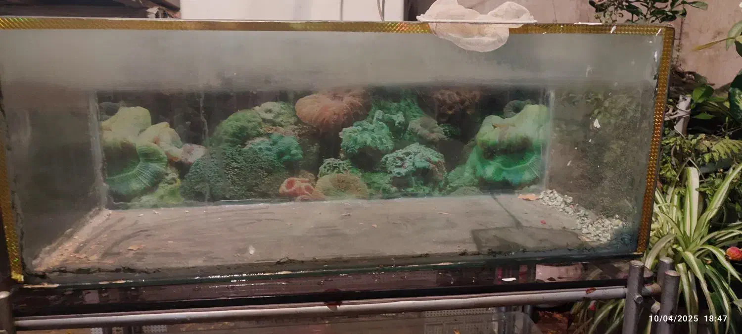 اکواریوم|ماهی|قرچک, شهرک گلها|دیوار