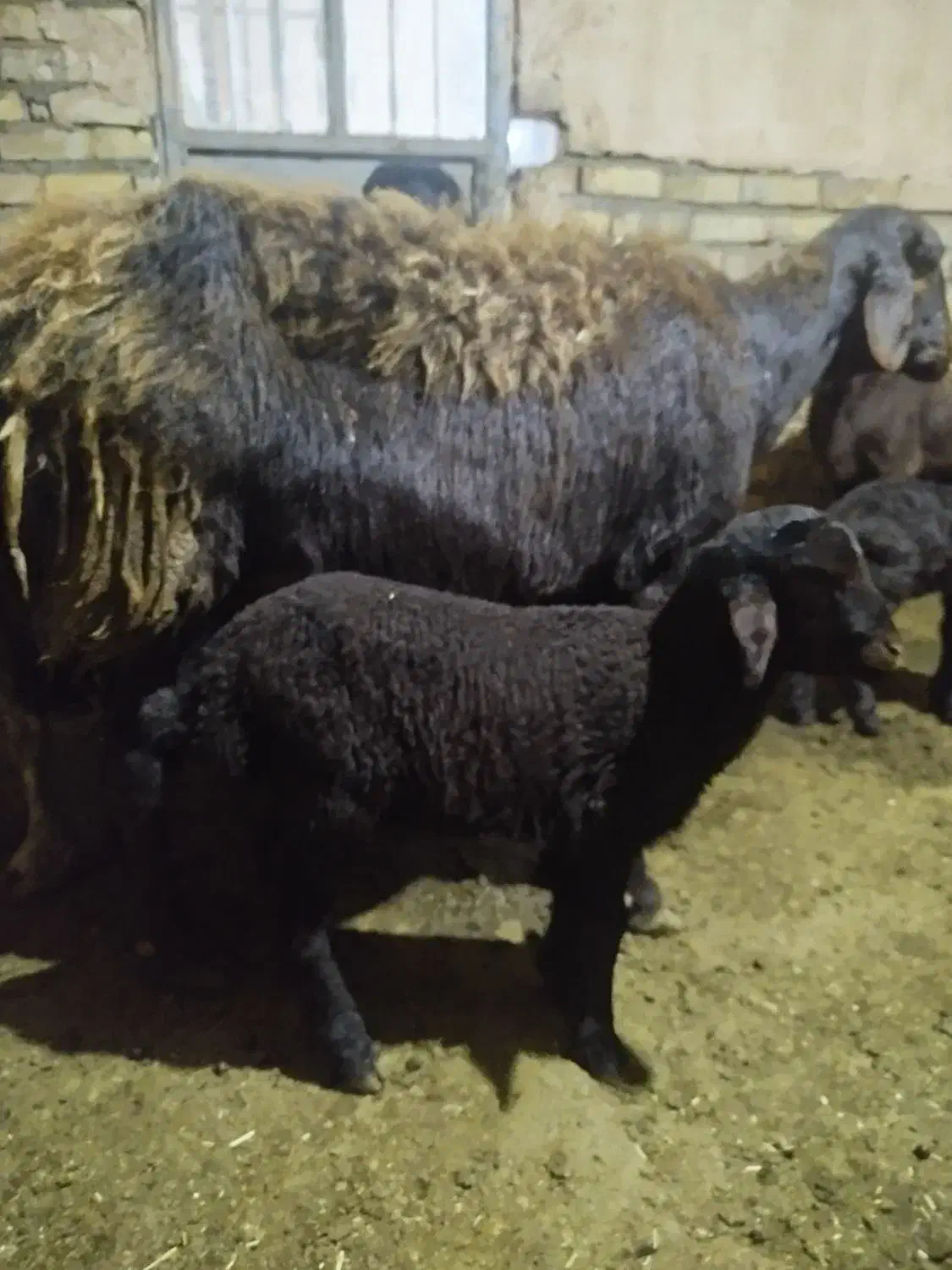 میش با بره|حیوانات مزرعه|خوشاب, |دیوار