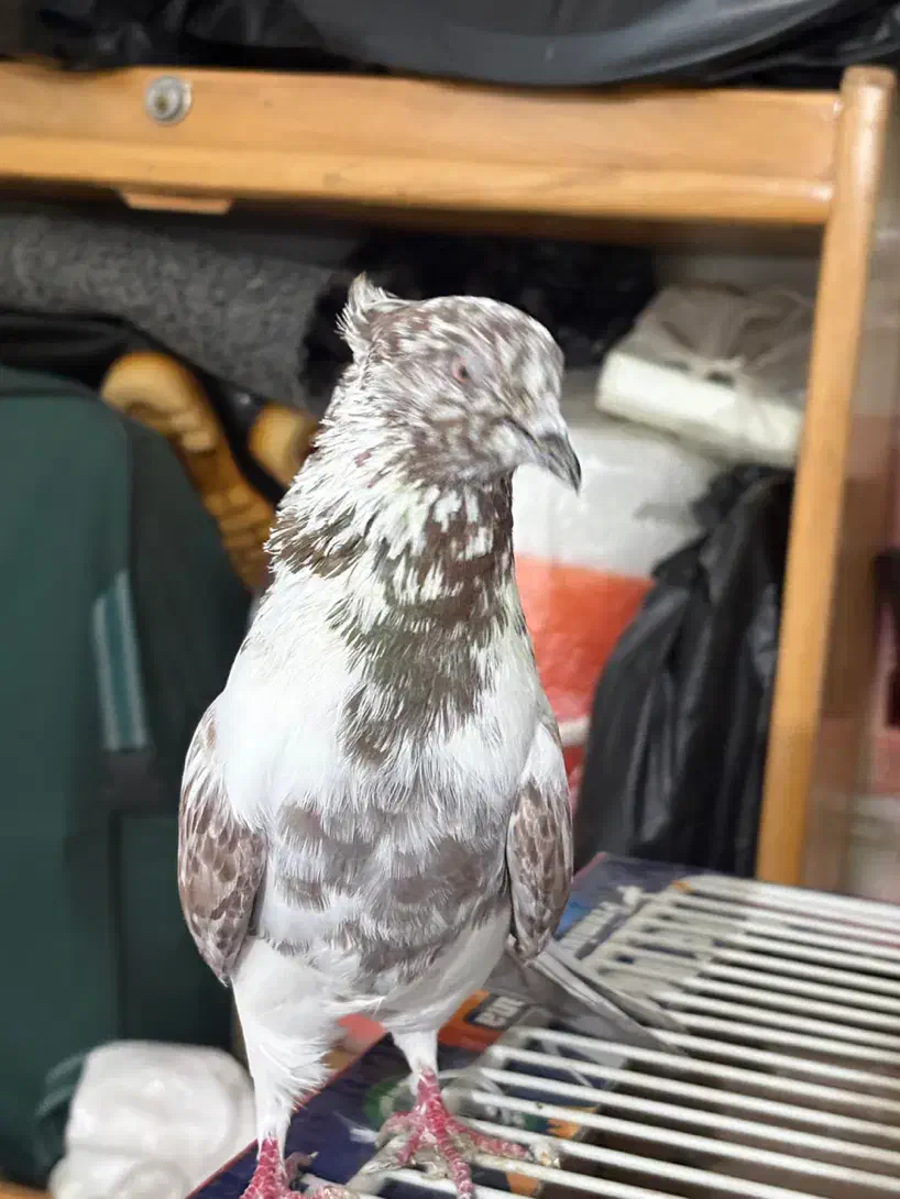 کفتر گرگی کاکلی|پرنده|اردبیل, |دیوار