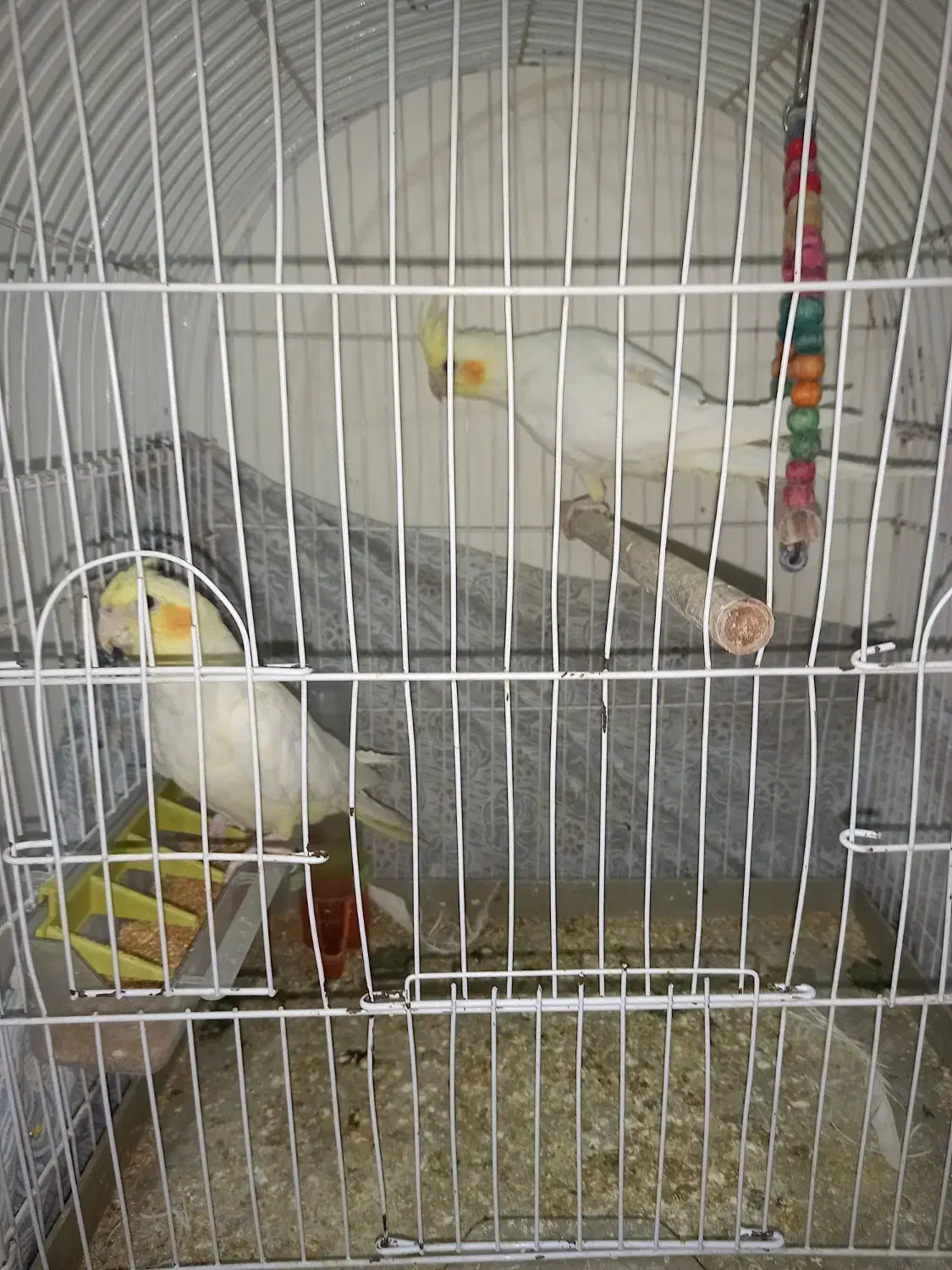 عروس|پرنده|اهر, |دیوار