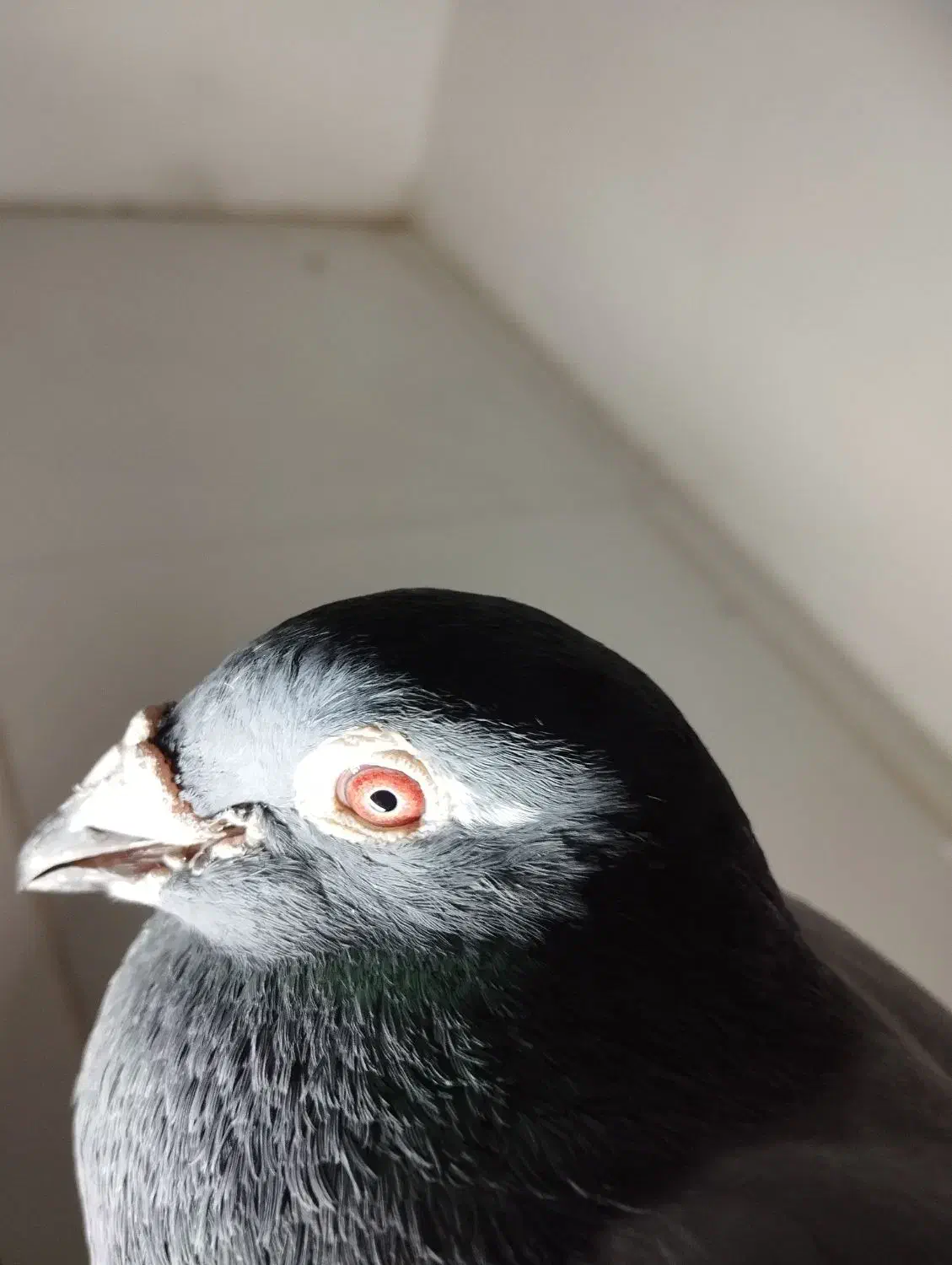 کبوتر المانی مسافتی|پرنده|مشهد, پنجتن|دیوار