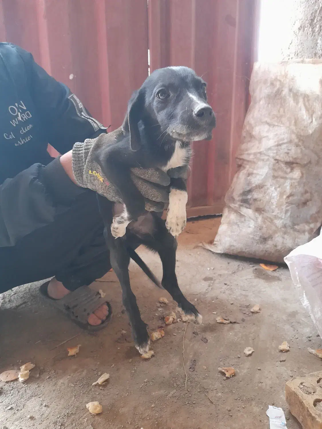 سگ دنبلانی|سگ|مینودشت, |دیوار