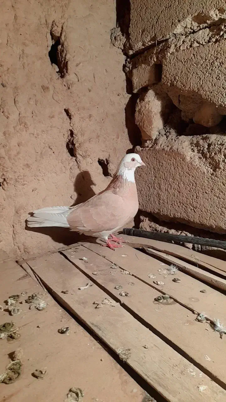 کبوتر رنگی|پرنده|شاهرود, |دیوار