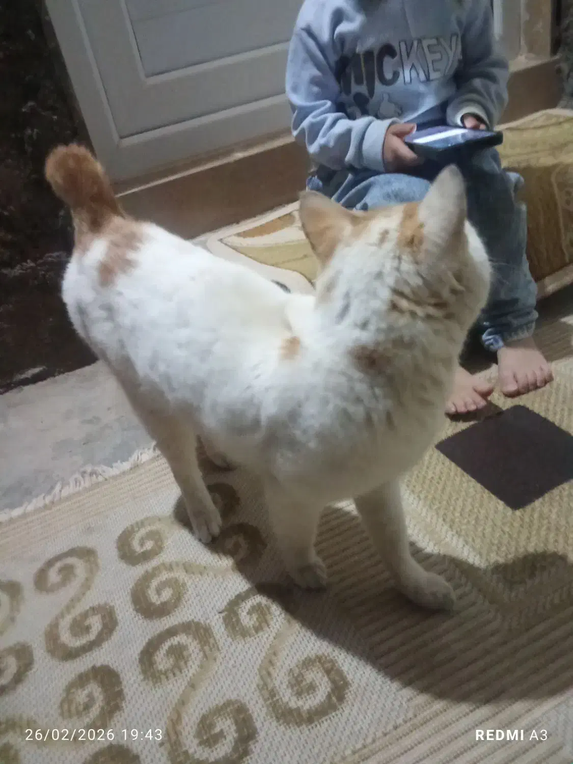 گربه خونگی|گربه|صائین قلعه, |دیوار