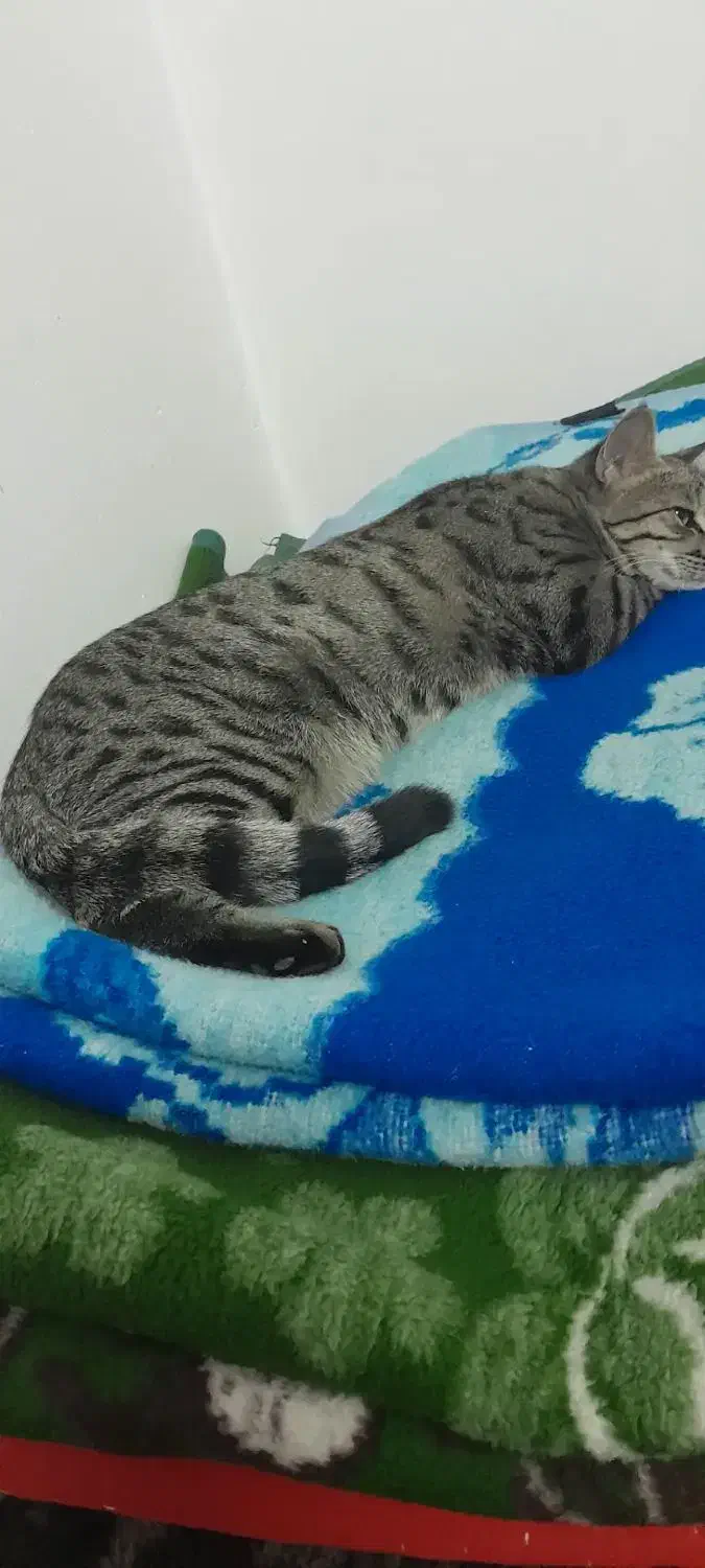 گربه خانگی|گربه|قم, شاه ابراهیم|دیوار