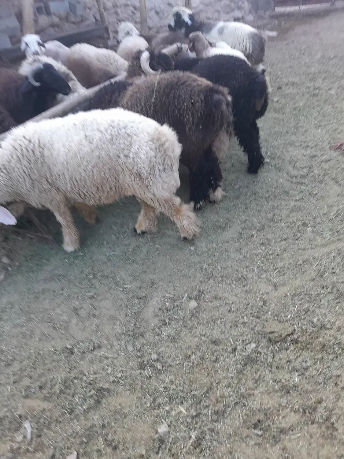 بره چاق|حیوانات مزرعه|زرقان, |دیوار