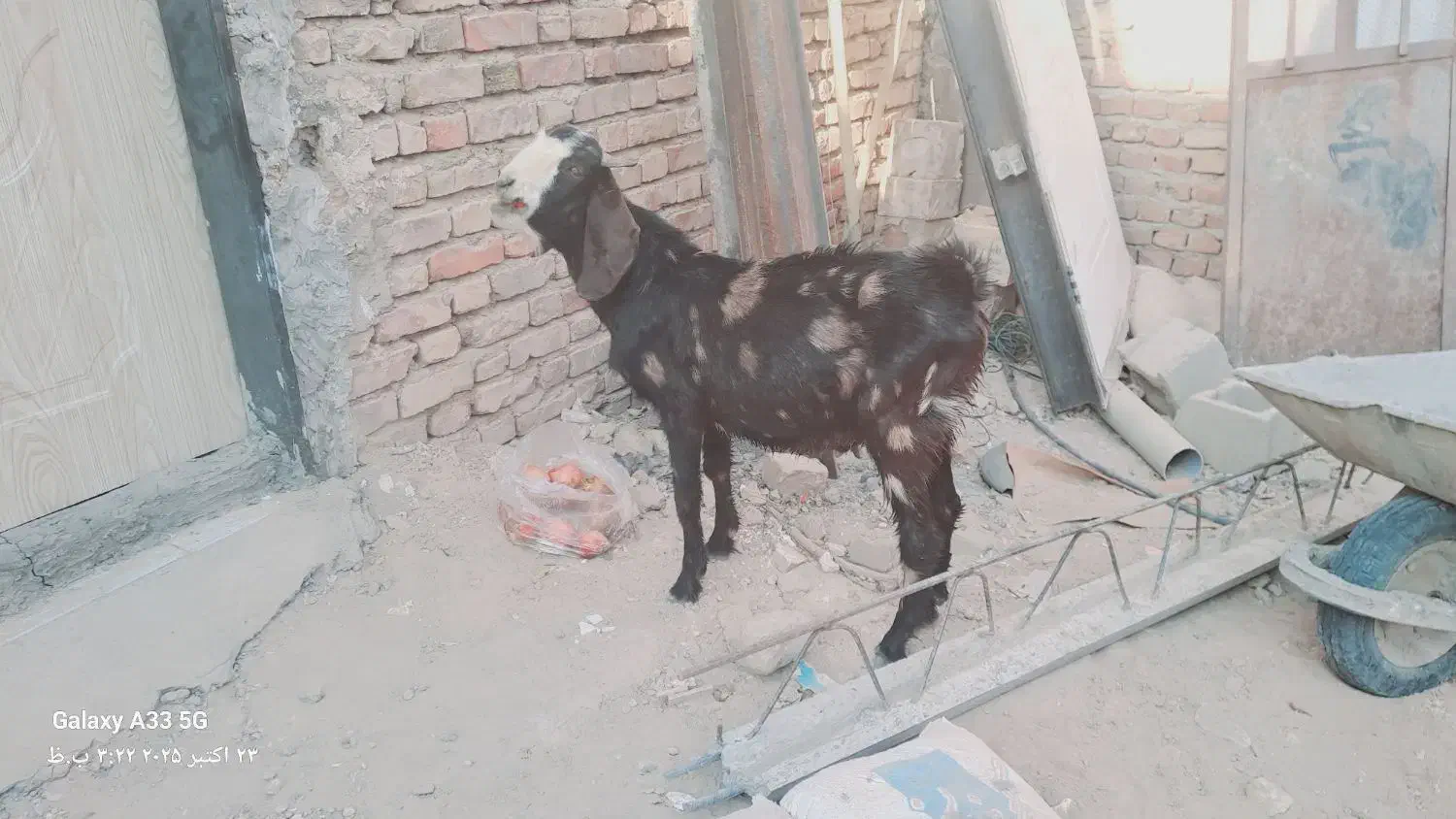 فروش فوری نر بز کامورایی|حیوانات مزرعه|خاش, |دیوار