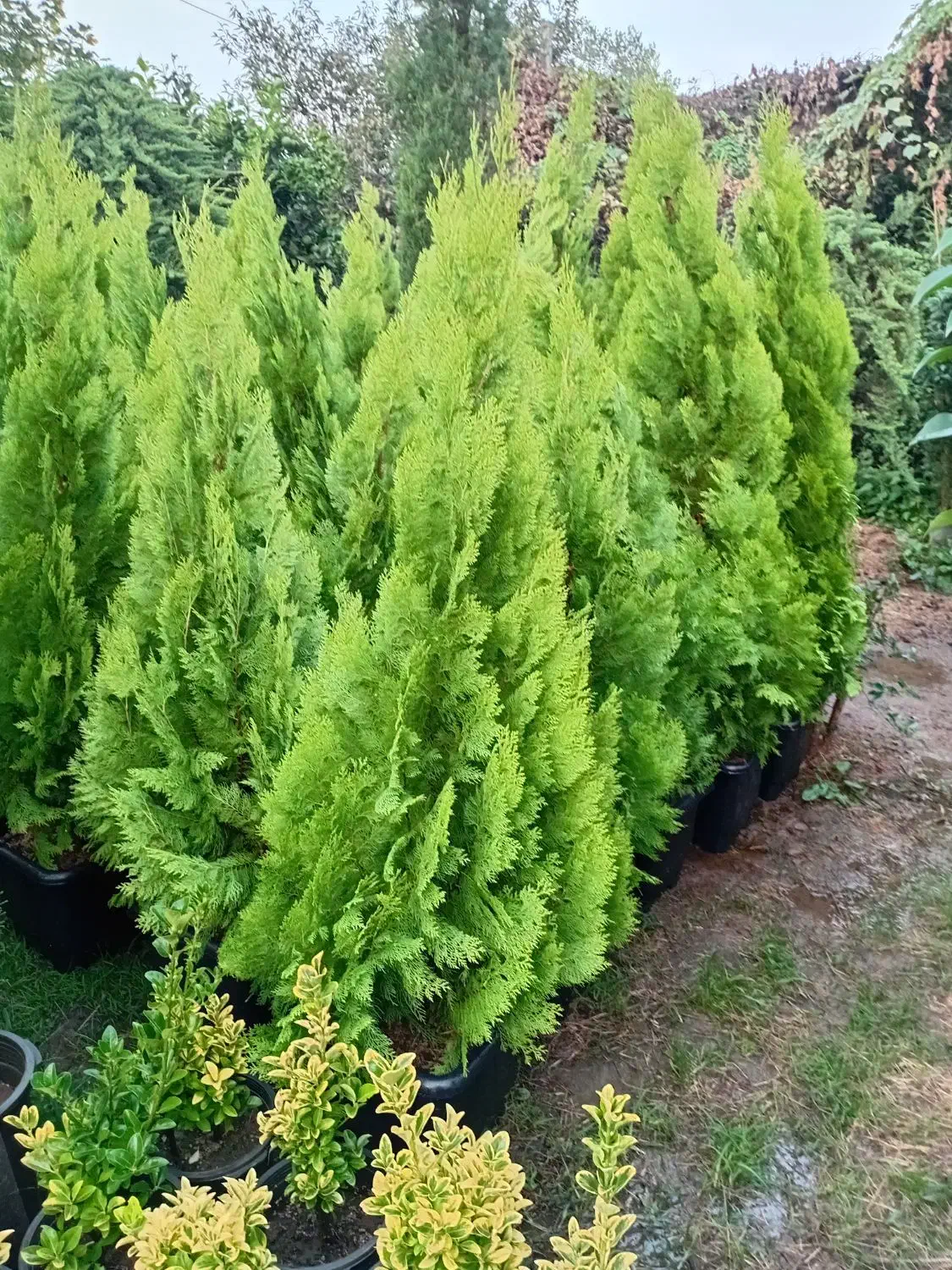 تولیدی گل و گیاه (فضای سبز)|خدمات باغبانی و درختکاری|تنکابن, |دیوار