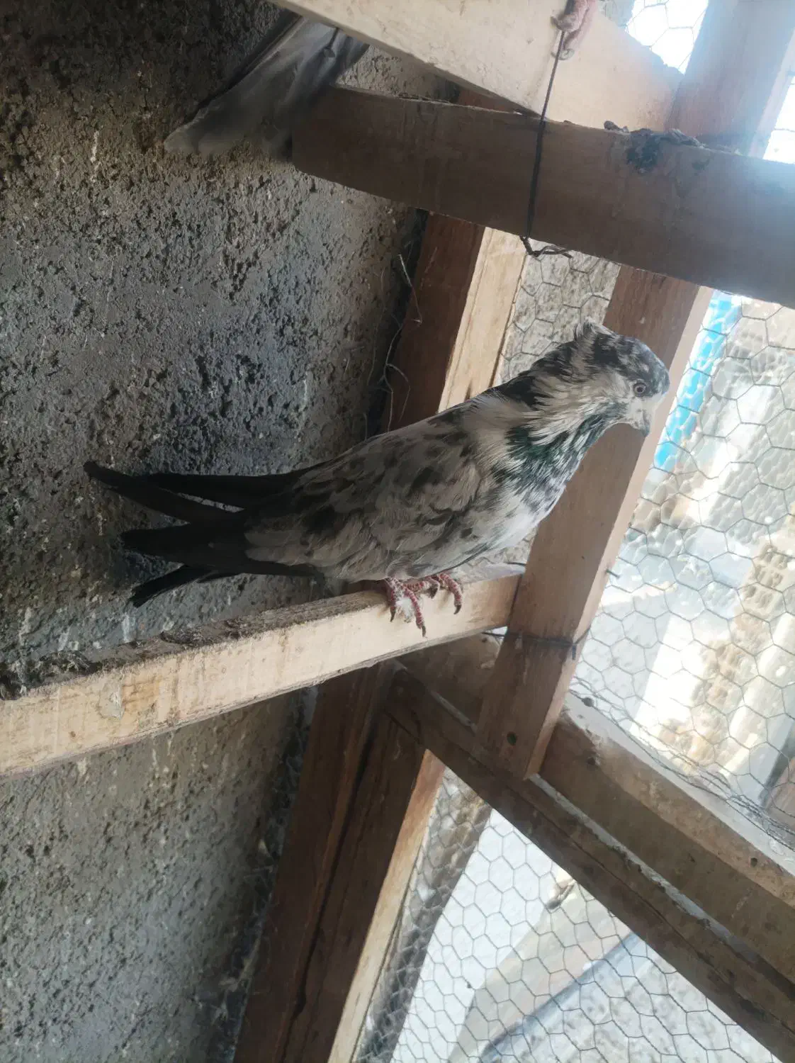 کبوتر هوایی|پرنده|شاهرود, |دیوار