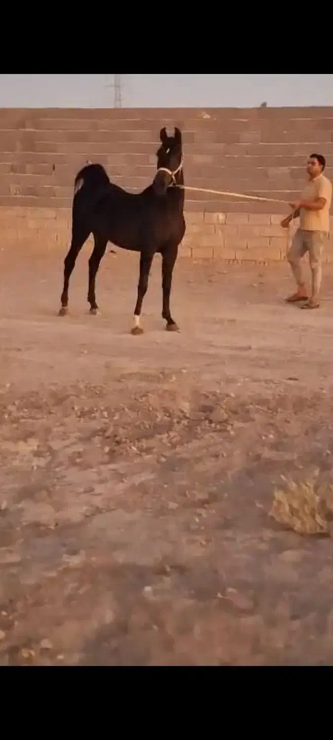 اسب|اسب و تجهیزات اسب‌سواری|سجاس رود, |دیوار