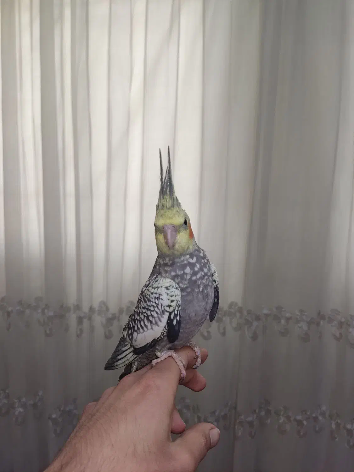 عروس هلندی|پرنده|شاهدشهر, |دیوار