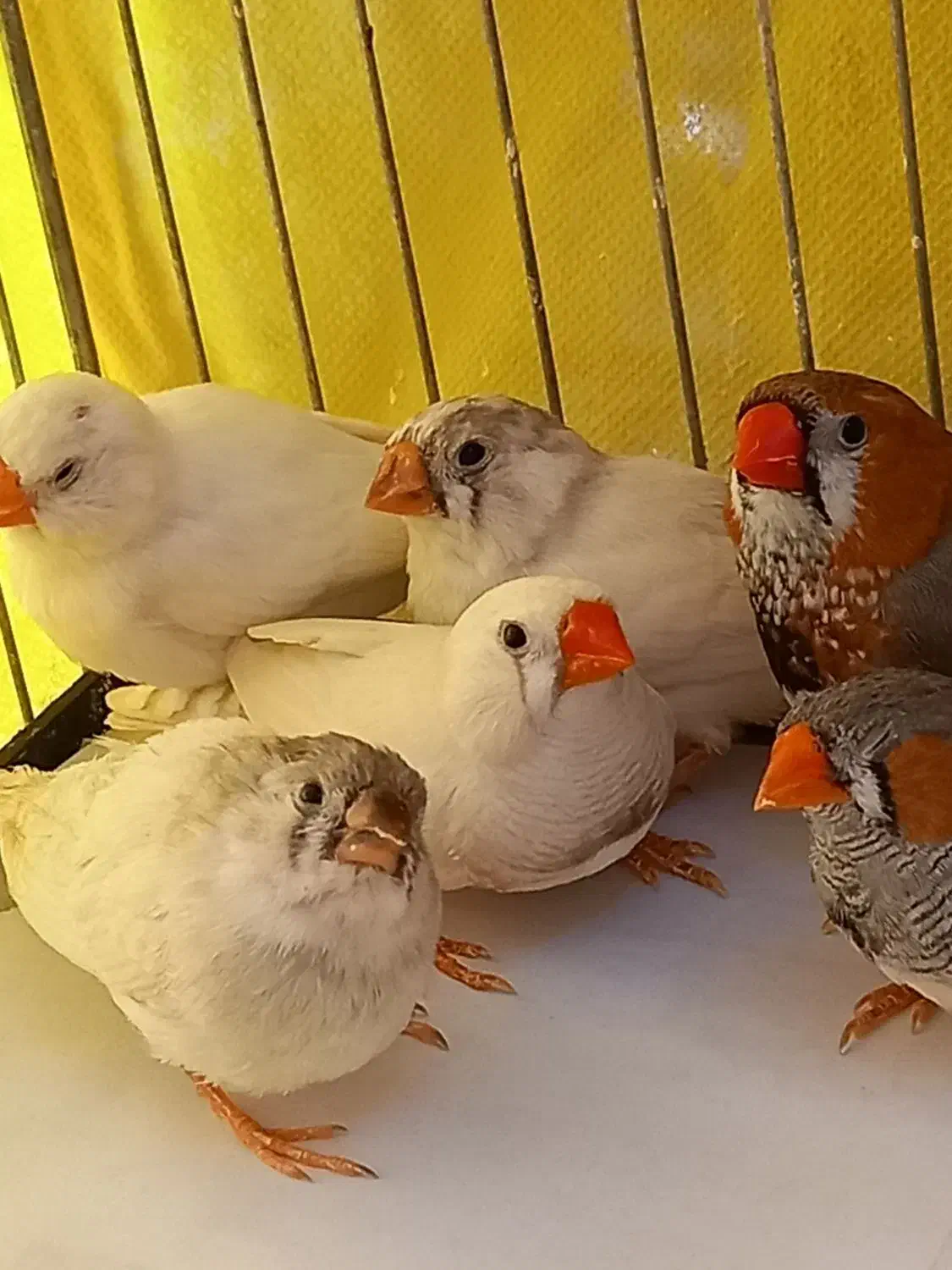 فنچ زبرا ۱۲۰ تومن|پرنده|تهران, فردوس|دیوار