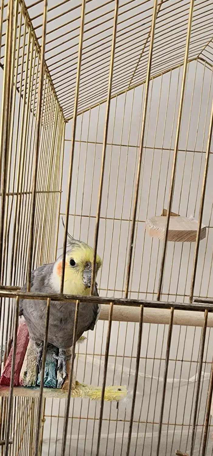 عروس هلندی سخن گو|پرنده|تربتحیدریه, بوستان باغ ملی|دیوار