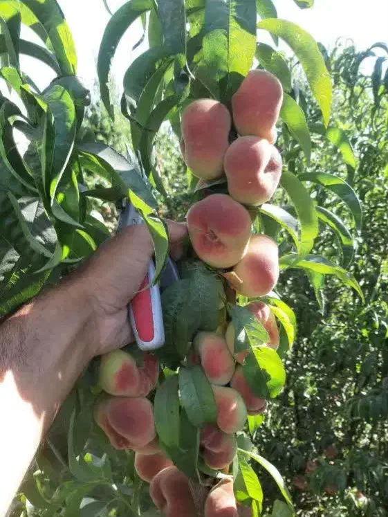 نهال هلو پلاستیکی و تمامی ارقام میوه ها|گل و گیاه طبیعی|شهرکرد, |دیوار