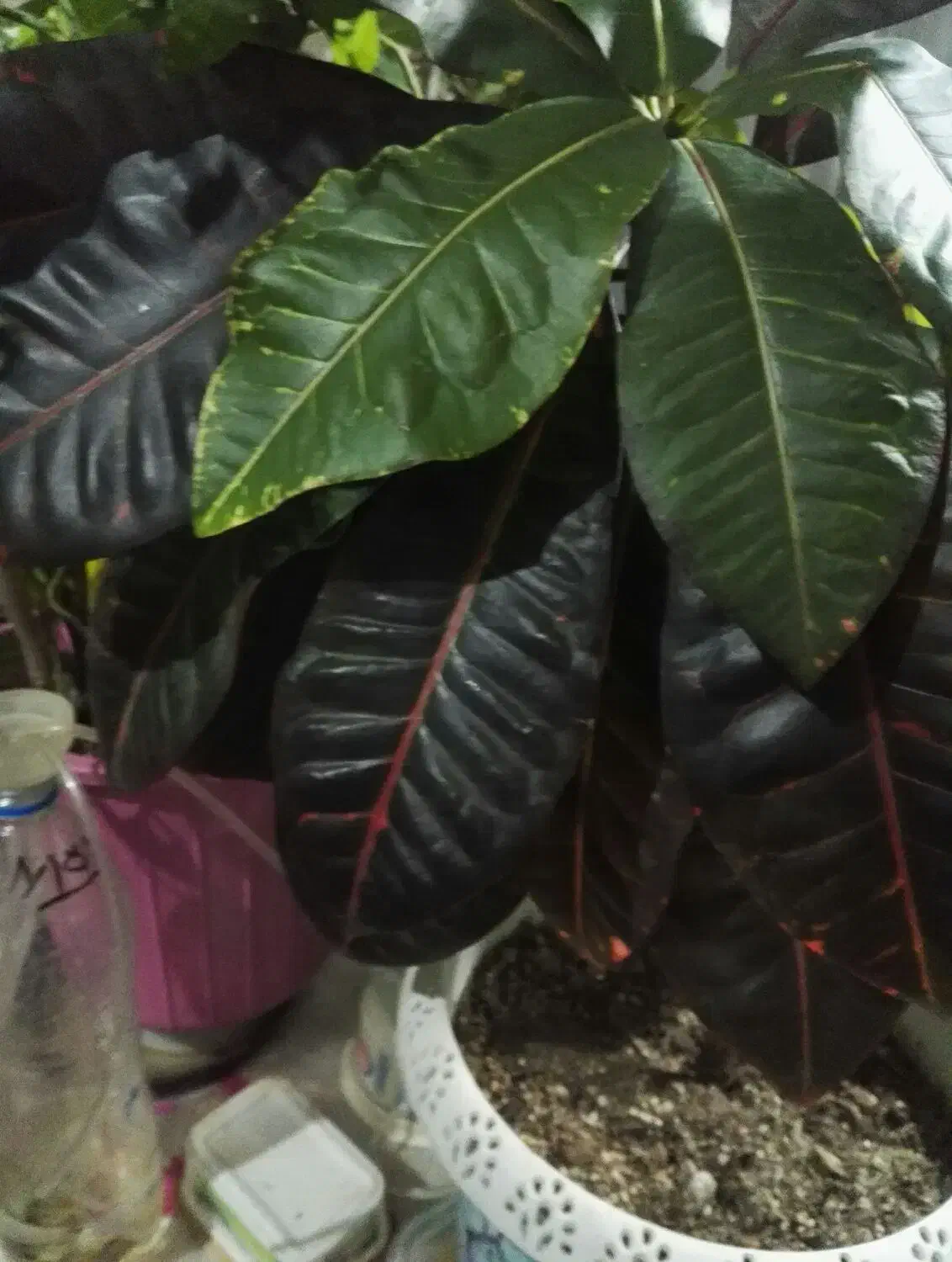 گل های اپارتمانی|گل و گیاه طبیعی|سیرجان, |دیوار