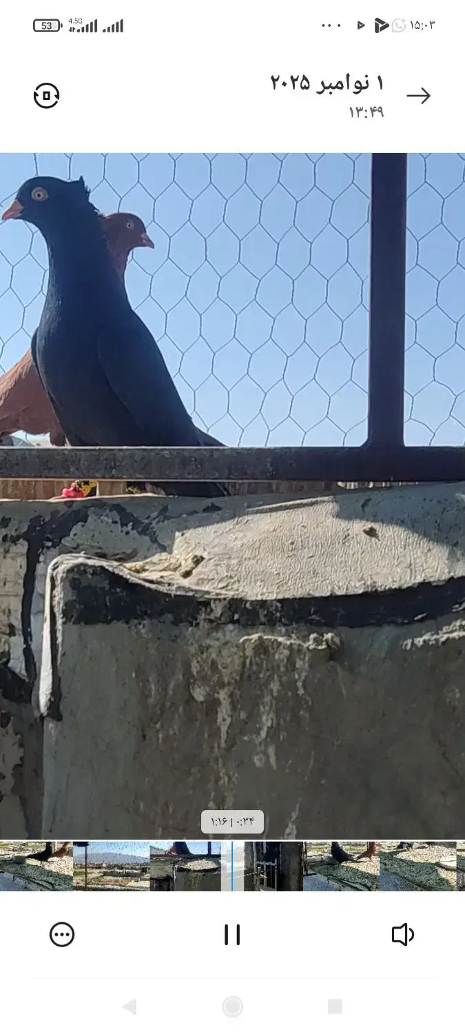 فروش کبوتر ذاغ آبادانی نر|پرنده|فیروزآباد (فارس), |دیوار