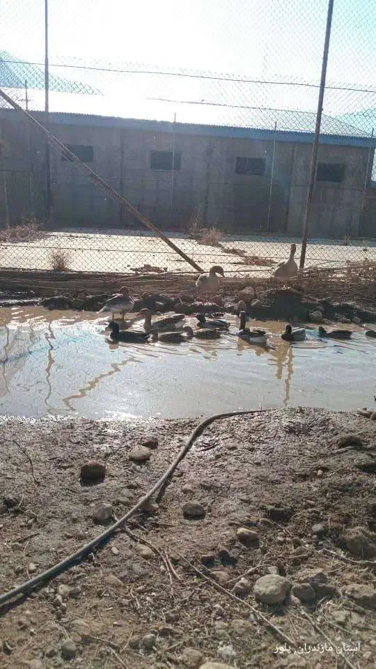 اردک کله سبز پروازی|حیوانات مزرعه|دماوند, دماوند|دیوار