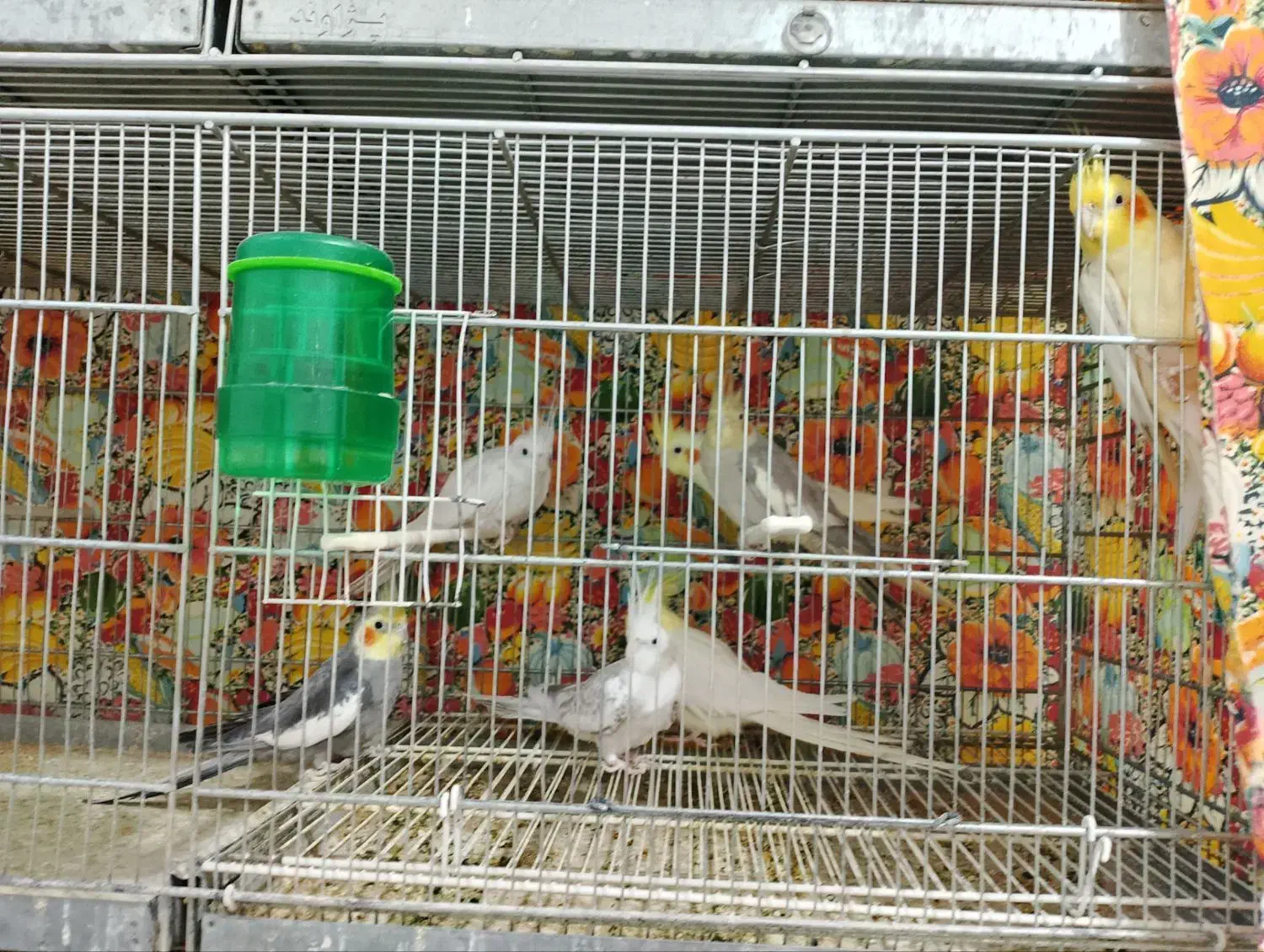 عروس هلندی|پرنده|مشهد, قائم|دیوار