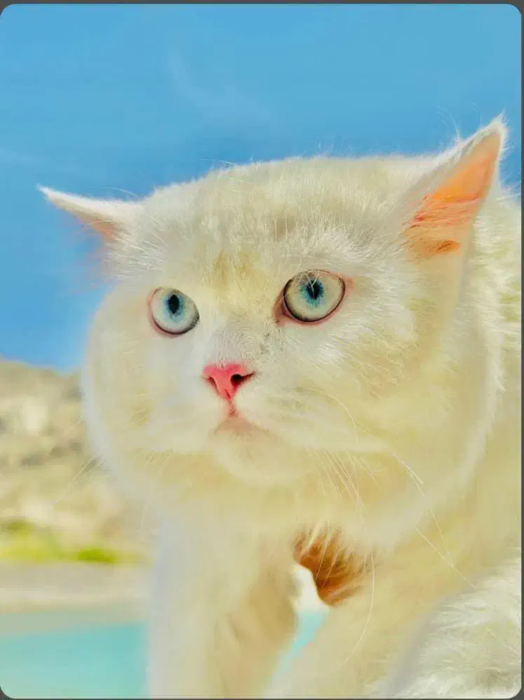 گربه خانگی|گربه|ایرانشهر, |دیوار