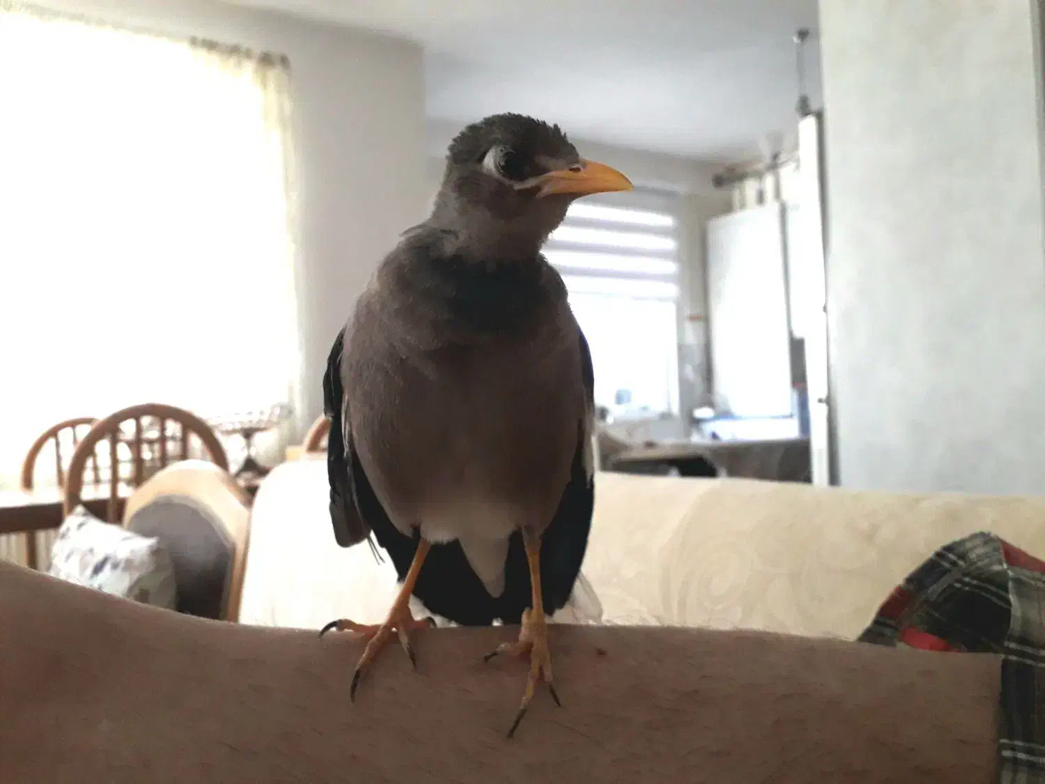 مرغ مینا سخنگو|پرنده|بروجرد, |دیوار