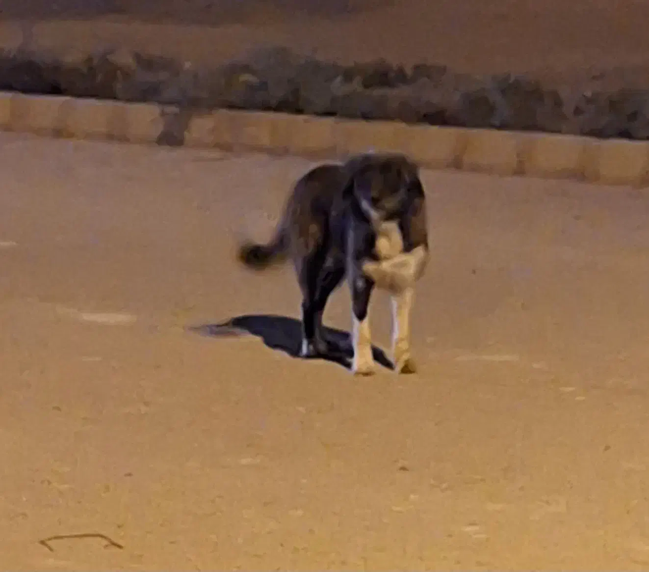 برجی ماده جوان|سگ|شوشتر, |دیوار