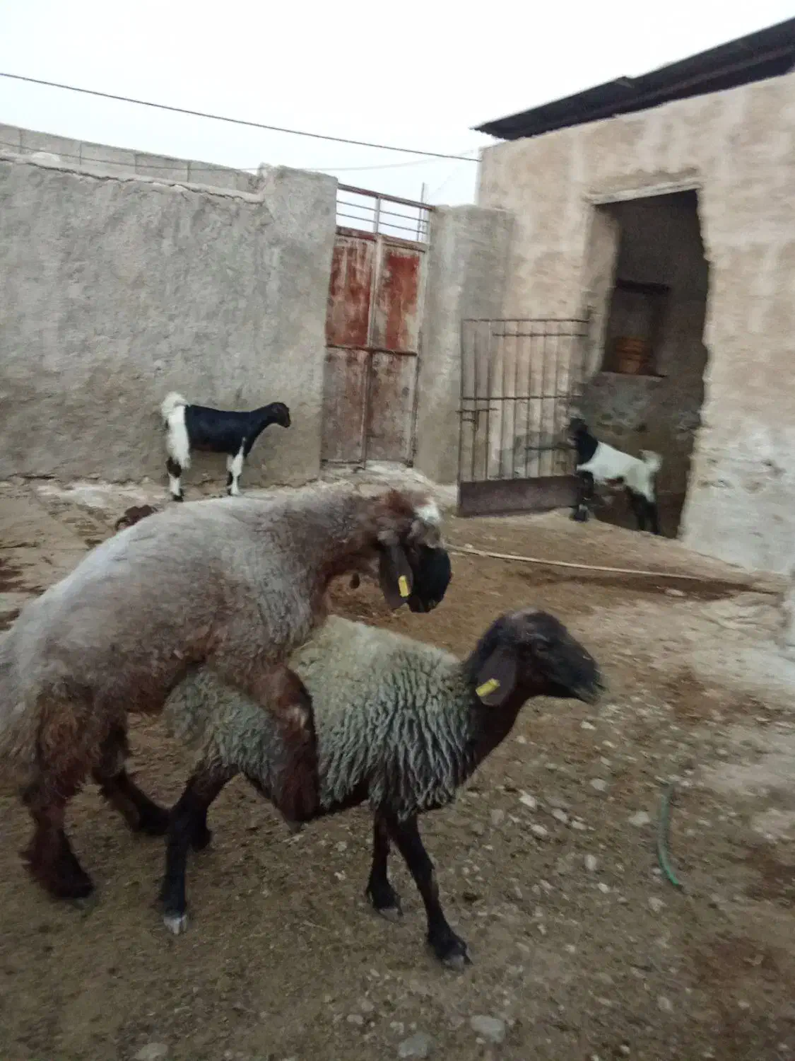 بره قوچ روزگاری|حیوانات مزرعه|شیراز, فخرآباد (دروازه کازرون)|دیوار