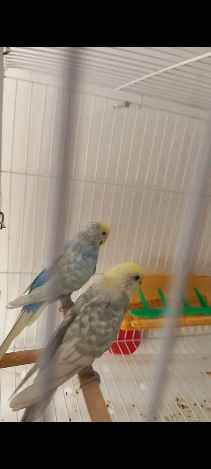 مرغ عشق رینبو ضمانت تخم و جوجه|پرنده|قائن, |دیوار