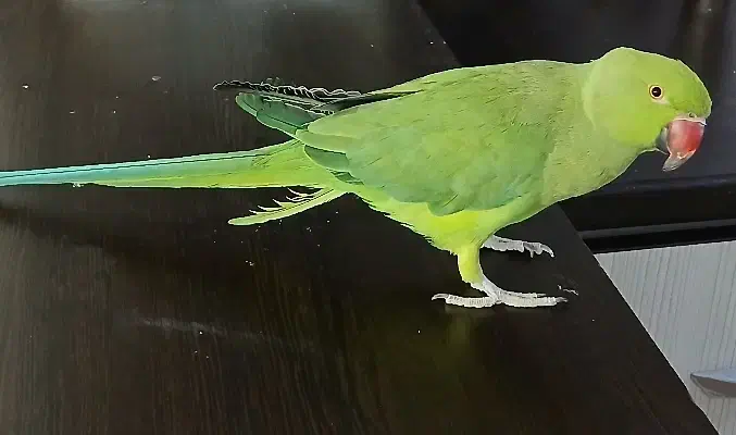 طوطی ملنگو|پرنده|قرچک, شهرک الحدید|دیوار