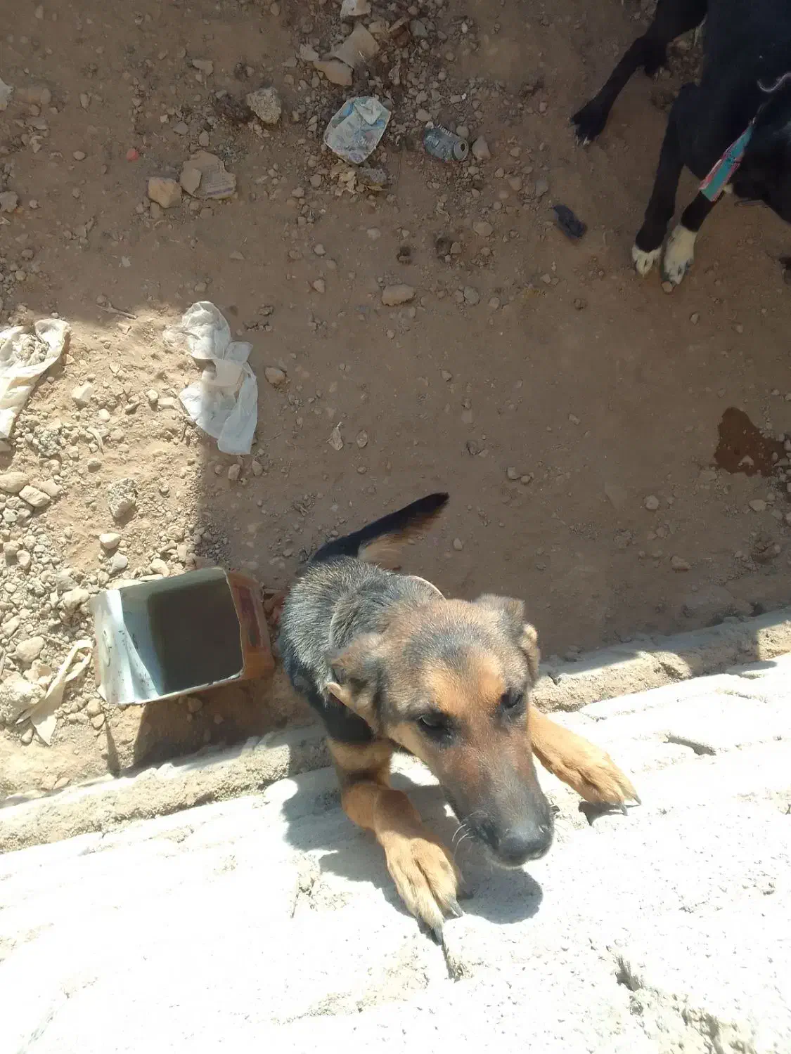 فروش یک ماده ژرمن شپرد|سگ|عسگران, |دیوار