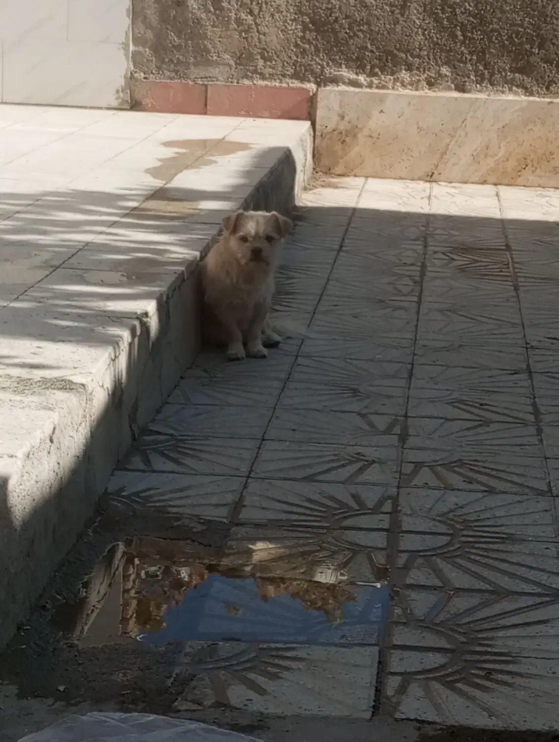 فروش یا معاوضه پامر نر با کبوتر|سگ|گلپایگان, |دیوار