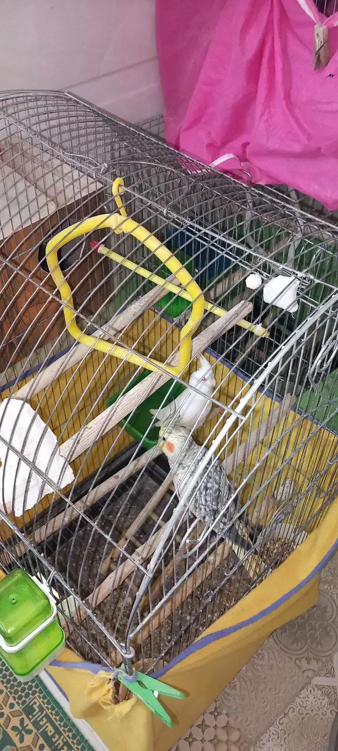 عروس هلندی|پرنده|بافق, |دیوار