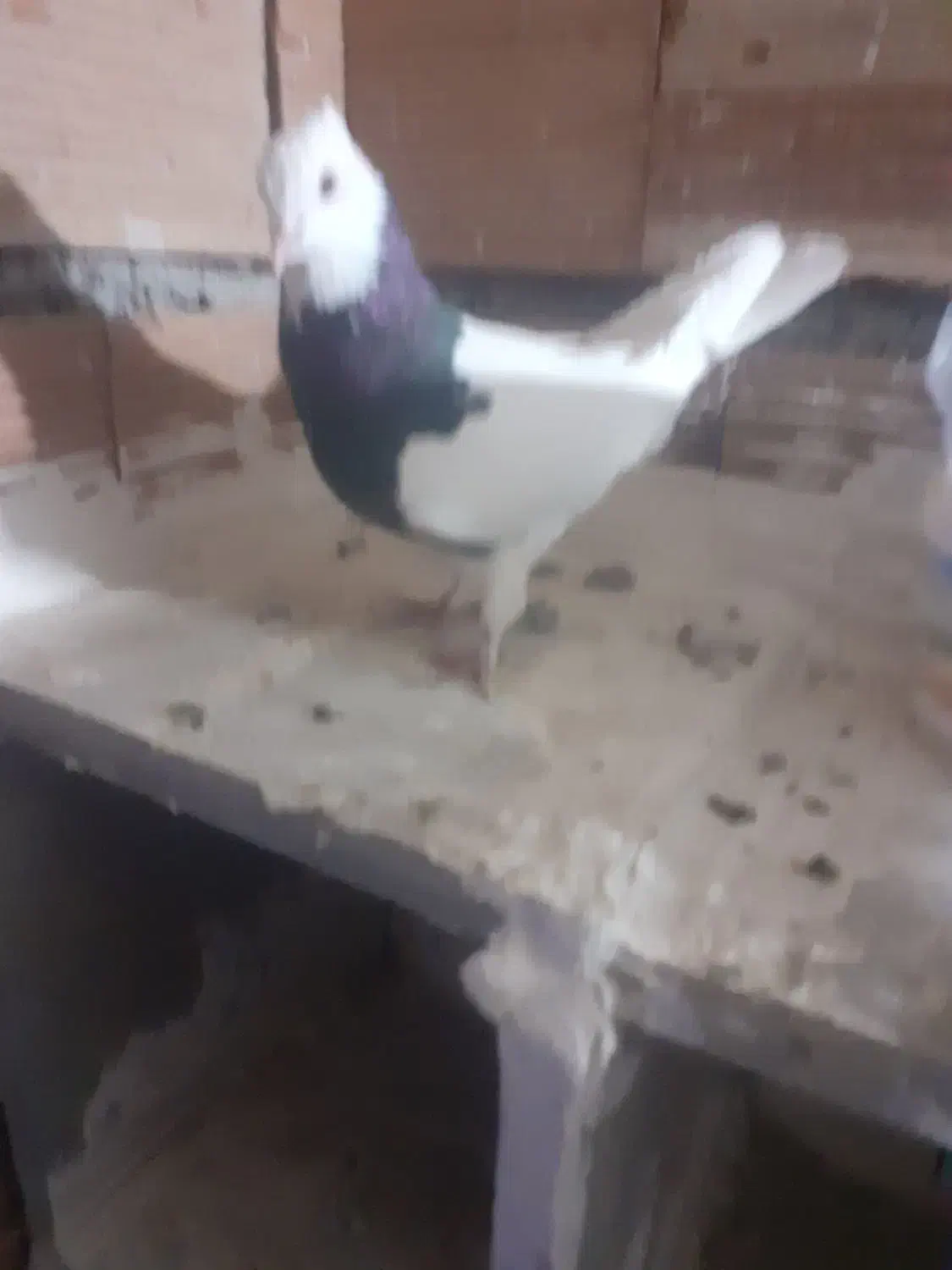 سرور کلفه جفت تخم هم گذاشته سیاه کلفه مثل خروس|پرنده|اردبیل, |دیوار