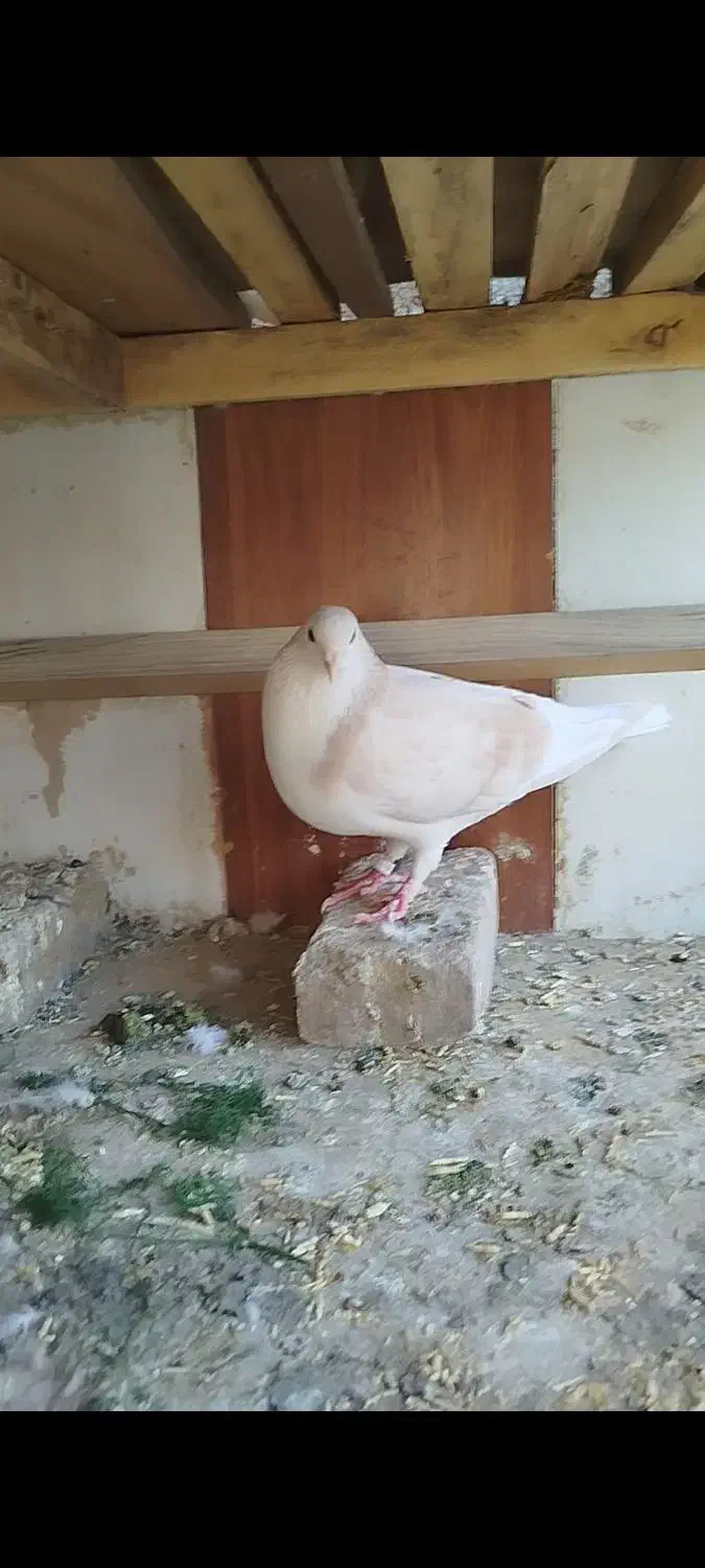 گم شده یک عدد ساده ی ماده رنگ عودی|حیوانات|سبزوار, اسلام آباد|دیوار